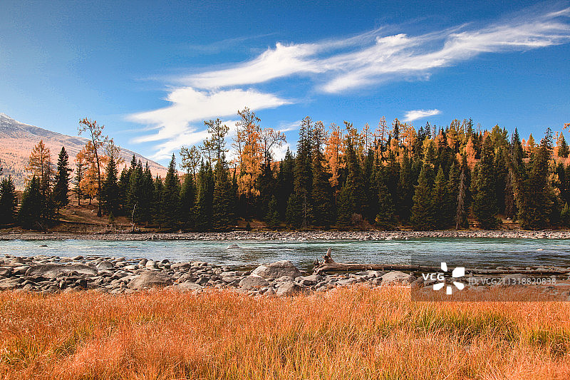 新疆喀纳斯风景区秋色图片素材