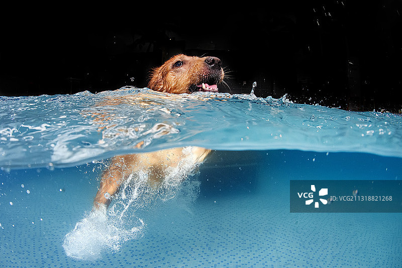 玩水的金毛图片素材