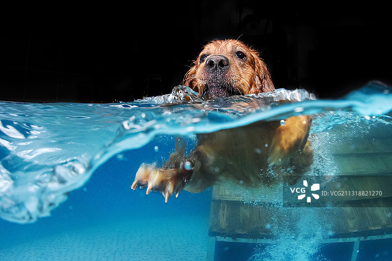 玩水的金毛图片素材