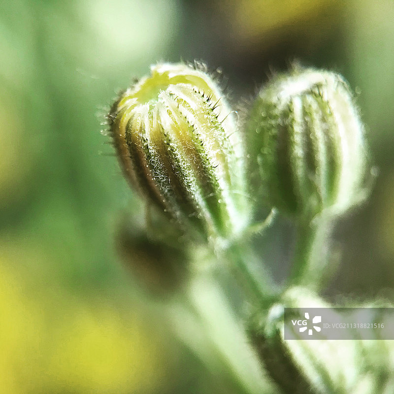 含苞待放的花骨朵图片素材