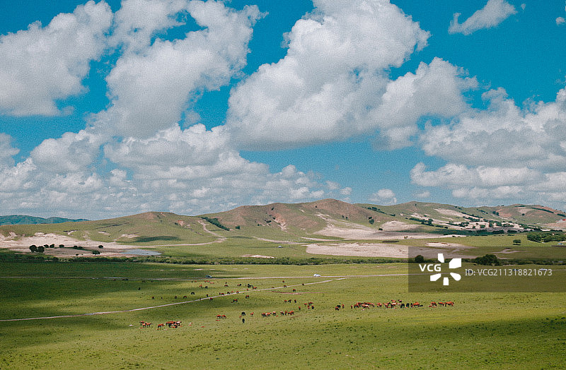 蓝天白云下的大草原上马儿悠然的吃草图片素材