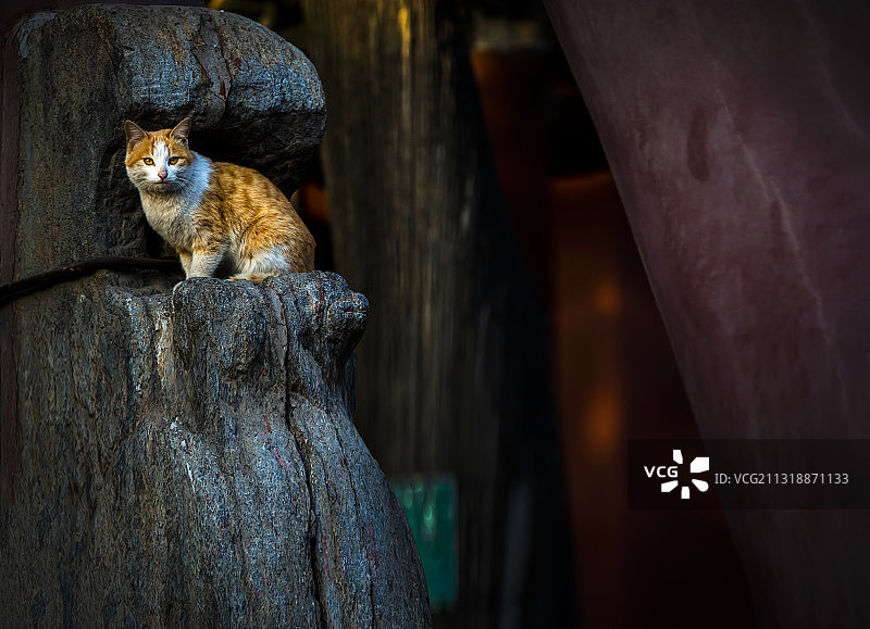 解州关帝庙的猫③图片素材