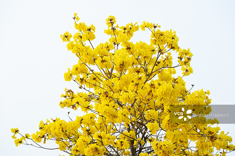 春天阳光下的黄花风铃木图片素材