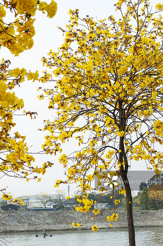 春天阳光下的黄花风铃木图片素材