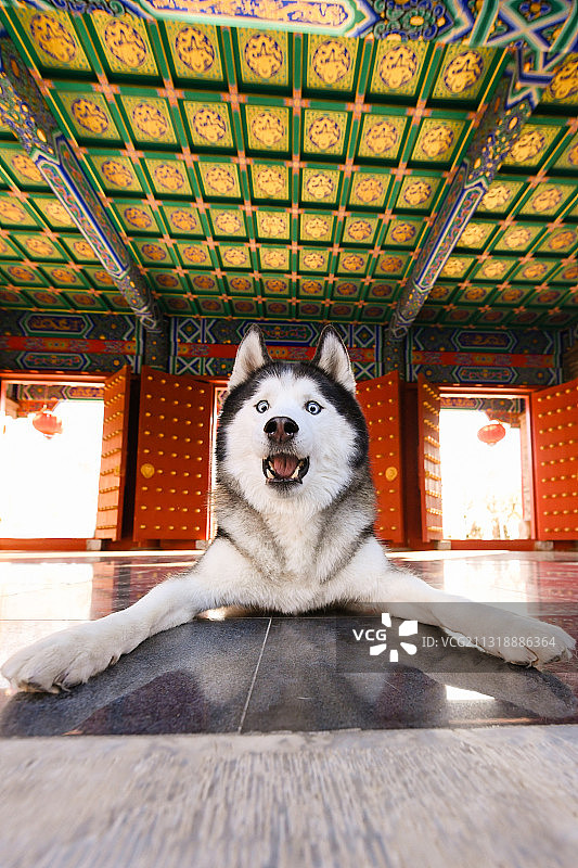 紫禁城里的哈士奇图片素材