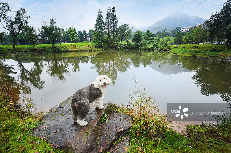 石头上的古牧图片素材