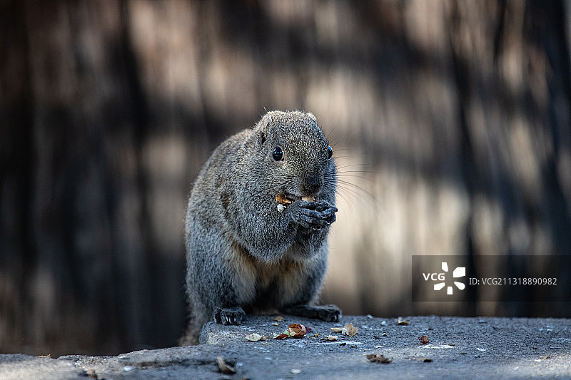 松鼠的早餐图片素材