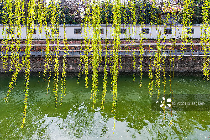 河南郑州紫荆山公园春季垂柳柳叶与金水河户外风光图片素材