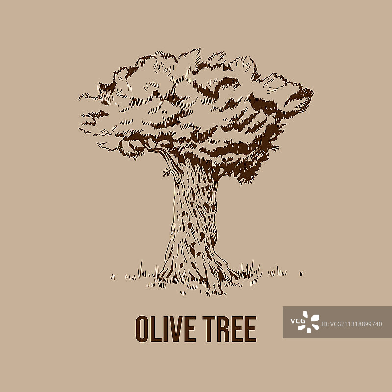 手绘复古风格橄榄树图片素材