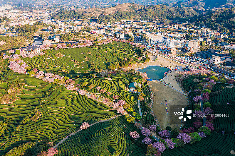 福建龙岩永福樱花茶园自然风景黄昏航拍图片素材