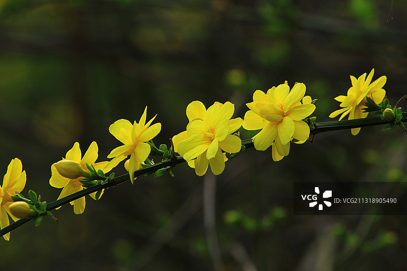 迎春花 春天 小黄花图片素材