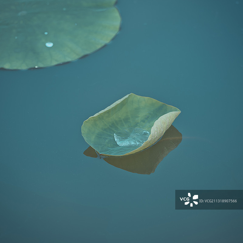 夏季荷叶上的水珠图片素材