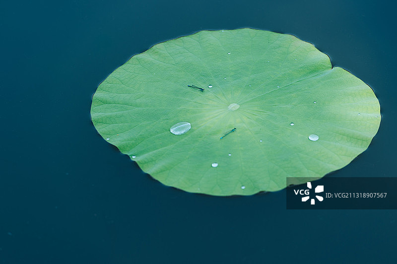 夏季荷叶上的水珠图片素材