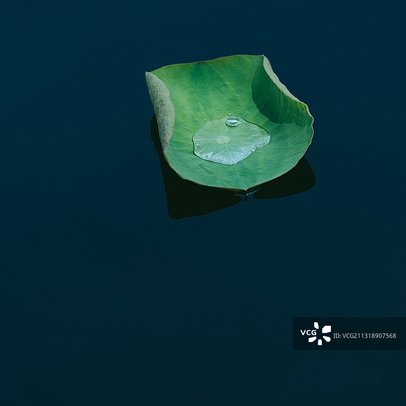 夏季荷叶上的水珠图片素材
