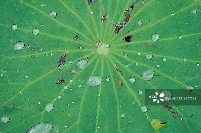 夏季荷叶上的水珠图片素材