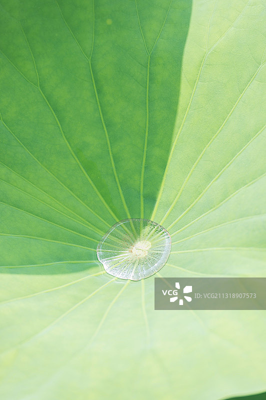 夏季荷叶上的水珠图片素材
