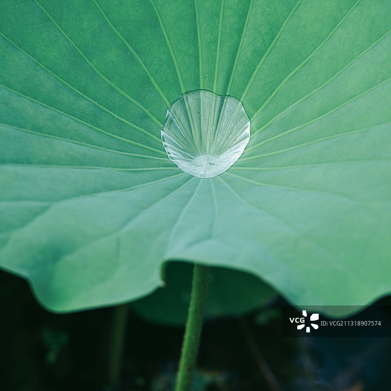 夏季荷叶上的水珠图片素材