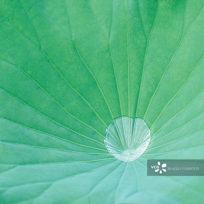 夏季荷叶上的水珠图片素材
