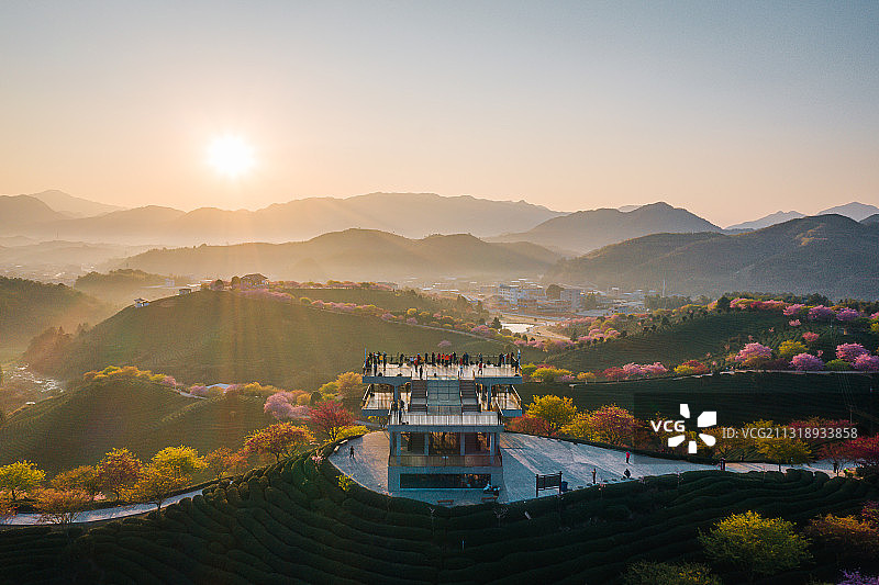 福建龙岩永福樱花茶园自然风景清晨日出航拍图片素材