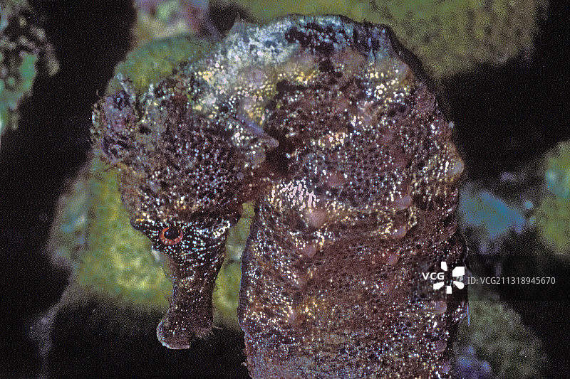 长吻海马特写图片素材