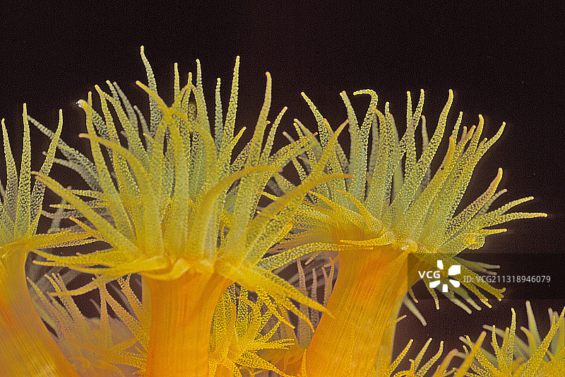 黄色杯珊瑚珊瑚虫特写图片素材