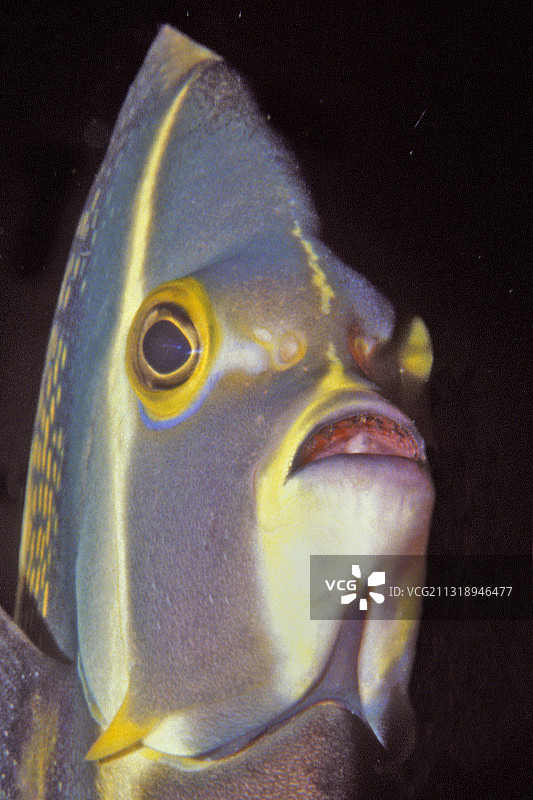 法国神仙鱼幼鱼特写图片素材