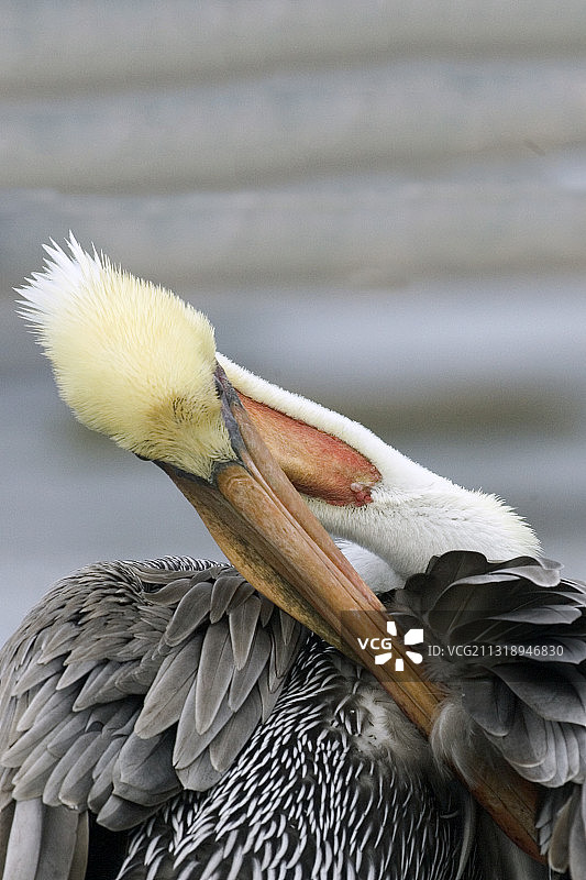 褐鹈鹕梳理羽毛特写图片素材