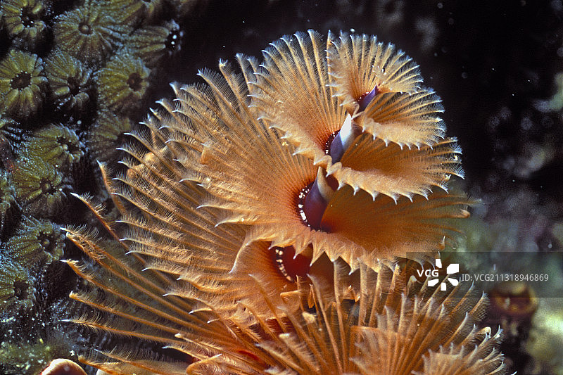 圣诞树蠕虫图片素材