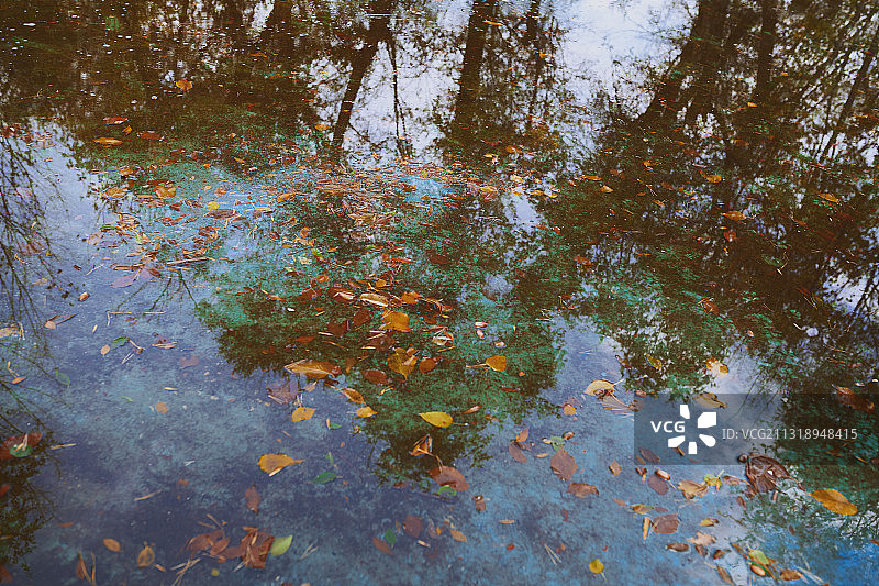 漂浮在水坑中的落叶图片素材