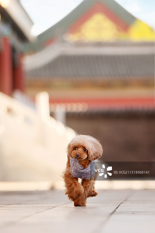 紫禁城里的泰迪图片素材