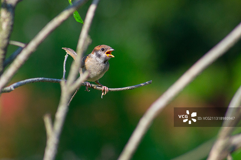 叽叽哇哇的小麻雀图片素材