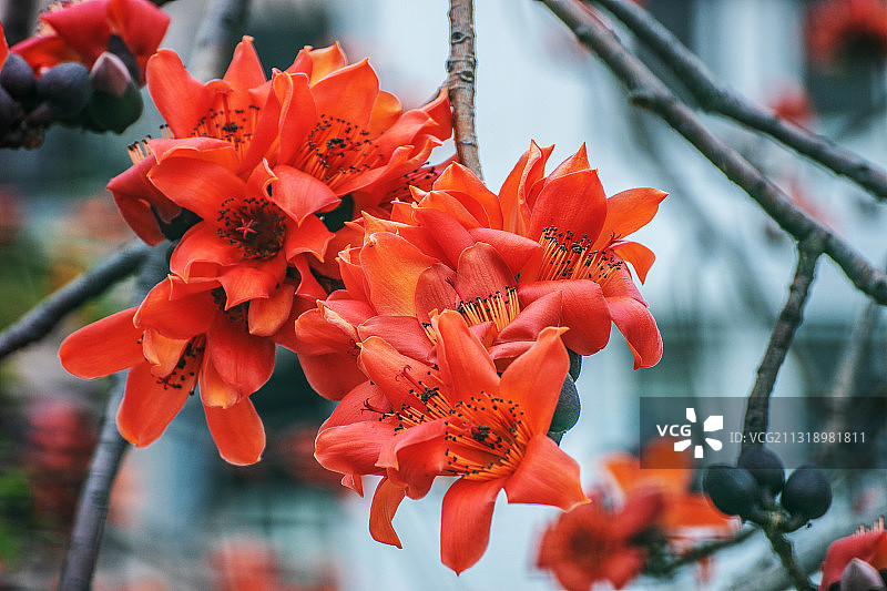 春天红色的木棉花图片素材
