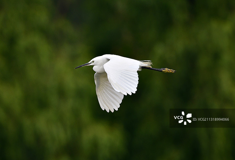 飞行中的小白鹭图片素材