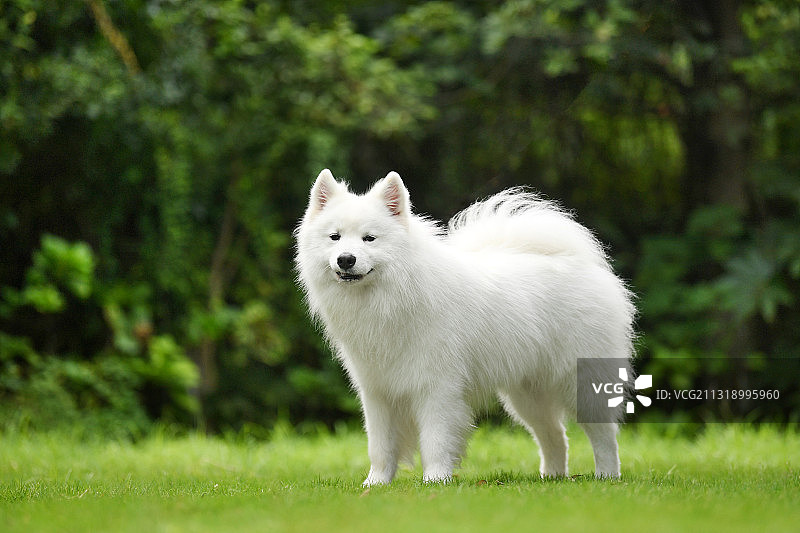 草地上的萨摩耶图片素材