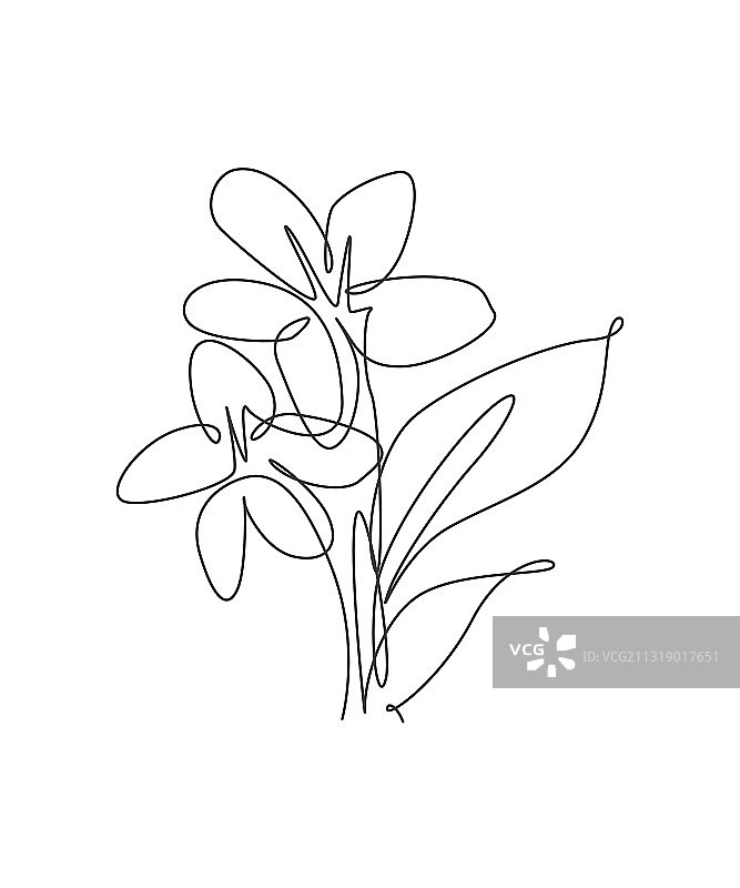 茉莉花的单线画图片素材
