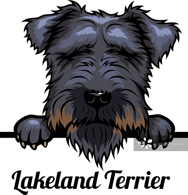 湖畔梗犬 - 颜色鲜艳的窥视犬 - 犬种面部图片素材