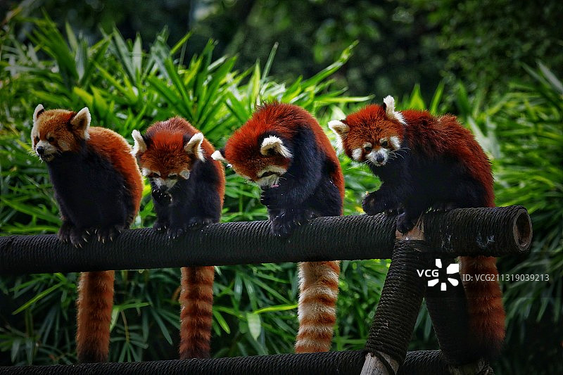 外号小熊猫图片素材