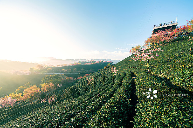 樱花园风光图片素材