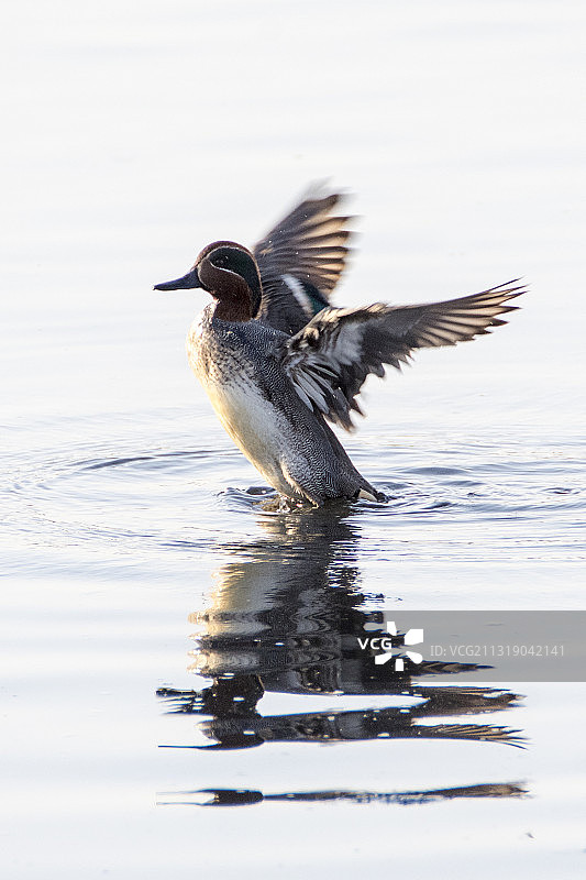 绿翅鸭图片素材