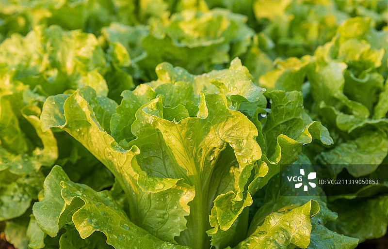 菜园绿色植物蔬菜生菜图片素材