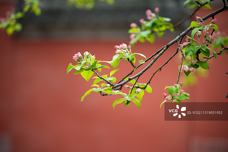 故宫春花图图片素材