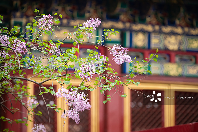 故宫春花图图片素材