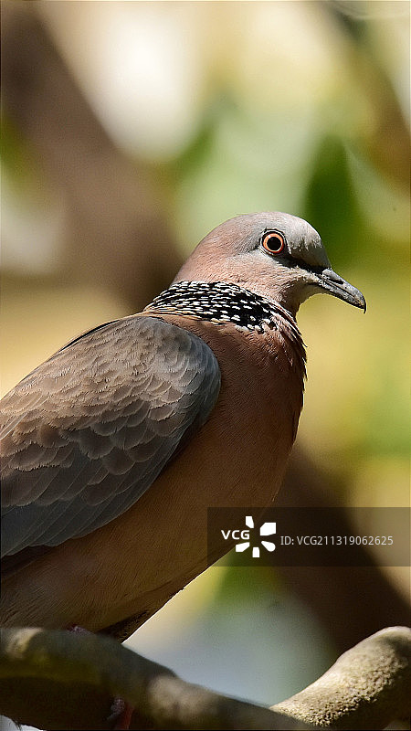珠颈斑鸠图片素材