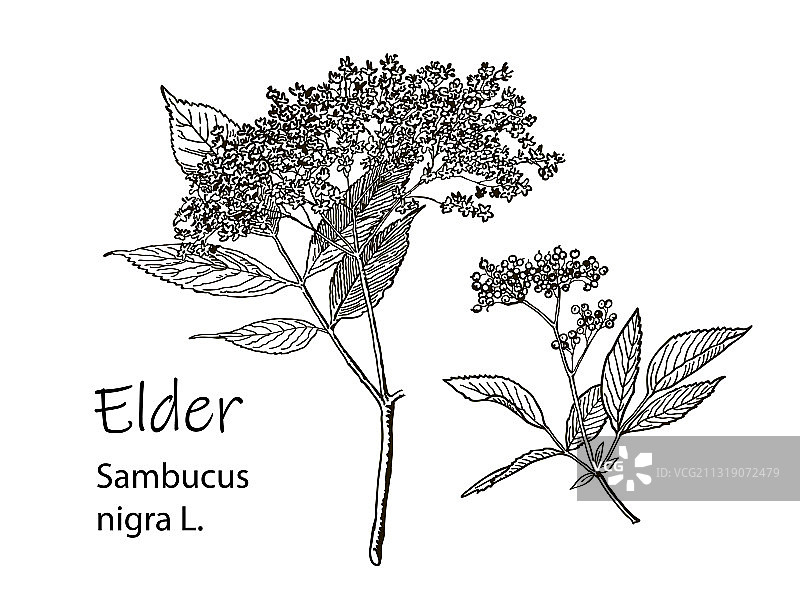 白色背景下的接骨木花枝图片素材