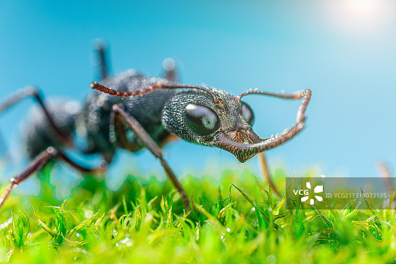猎镰猛蚁 Harpegnathos venator图片素材