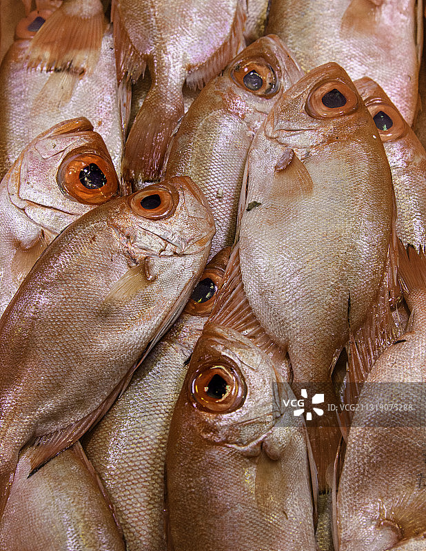 大眼鲷图片素材