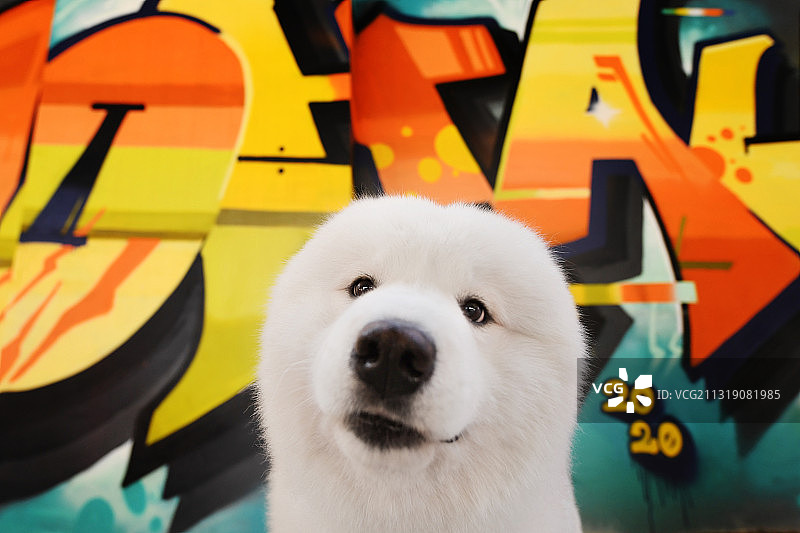 涂鸦墙前的萨摩耶图片素材