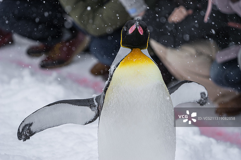 主角（Protagonist)图片素材