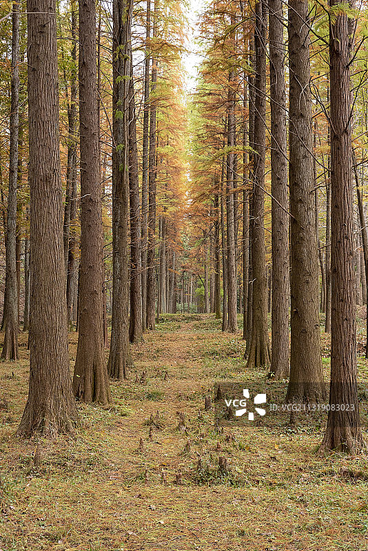 长乐林场图片素材