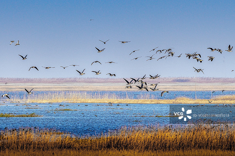 雁归来图片素材